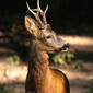 HORN OF ROE DEER – Încălțător din corn de căprior | Pasotti